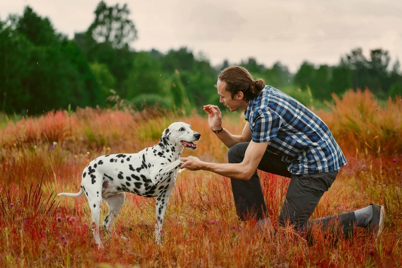 dalmatian dog training outdoor