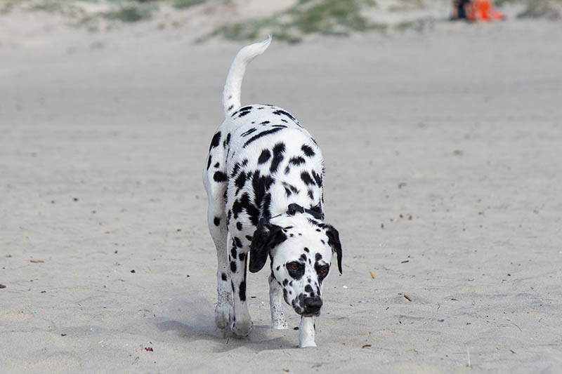dalmatian great dane mix dog walking at the beach