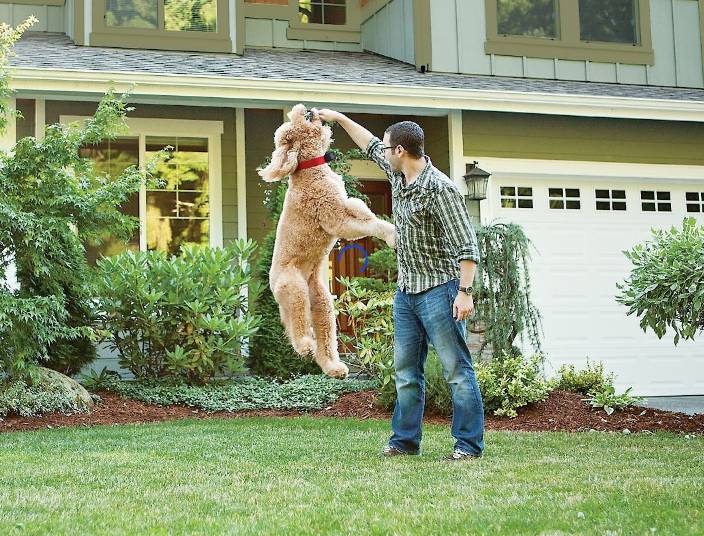 dog and owner in the backyard with wireless dog confinement system