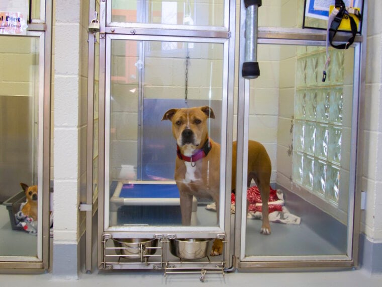 Pet Sitting vs Boarding Pros, Cons & Differences Explained Hepper