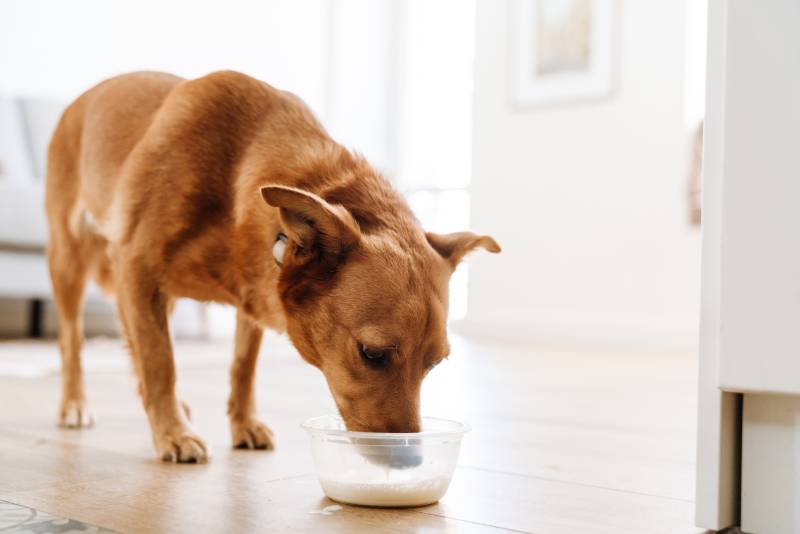 dog drinking milk from bowl in kitchen at home