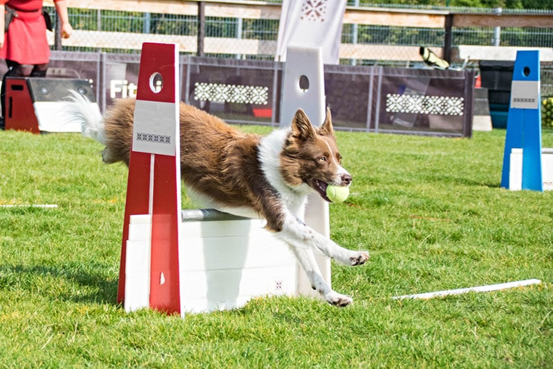 dog jumping over a hurdle in a flyball competition