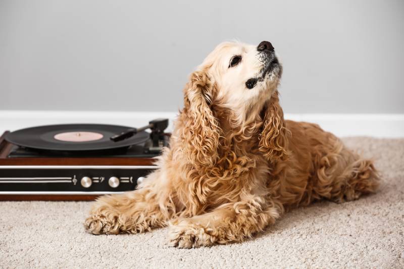 dog lying on carpet near record player with vinyl disc