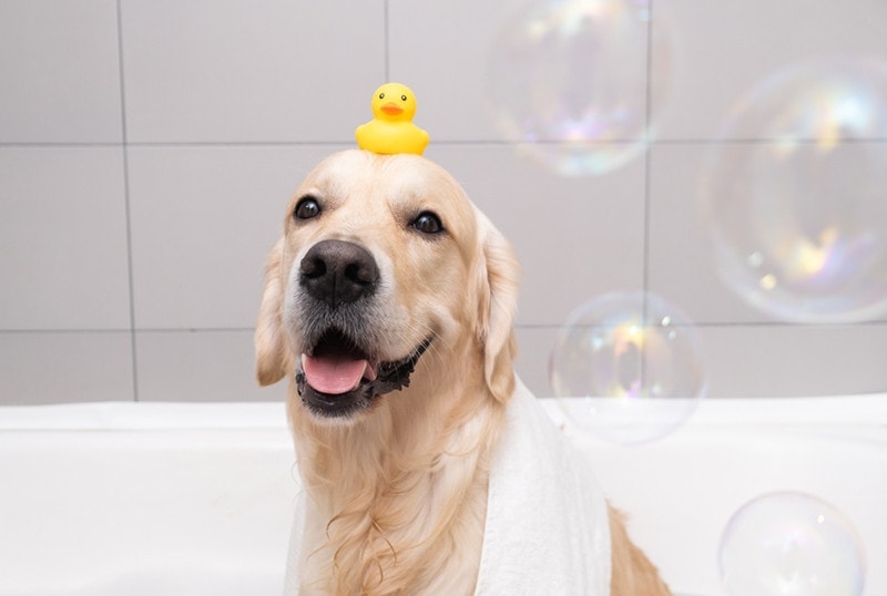 dog playing with bubble during a bath
