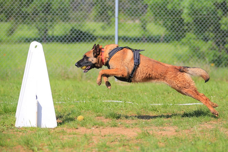 dog running in a flyball competition