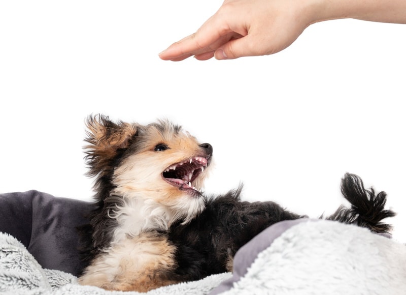dog snapping at owners hand