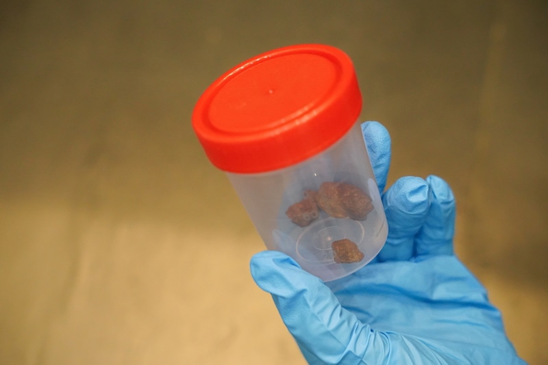 dog stool sample