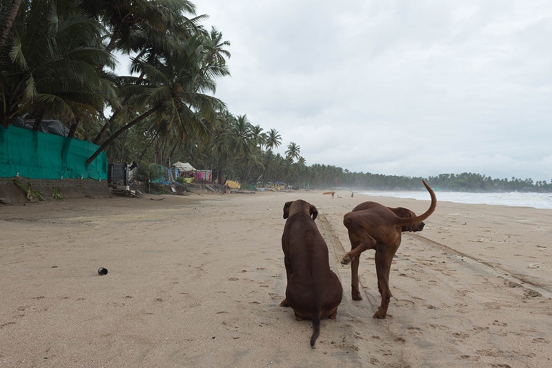 dog trying to pee on another dog