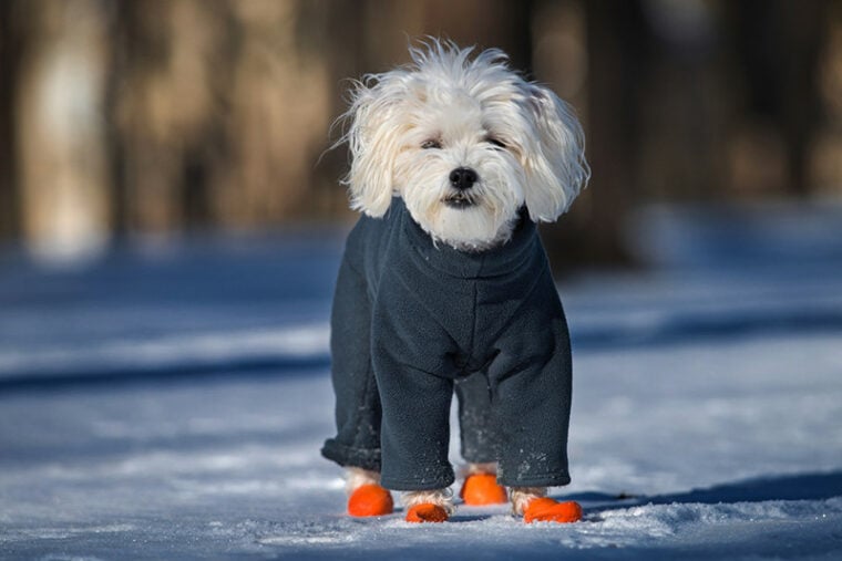 9 Best Dog Snow Boots for Winter 2024 Reviews & Top Picks Hepper