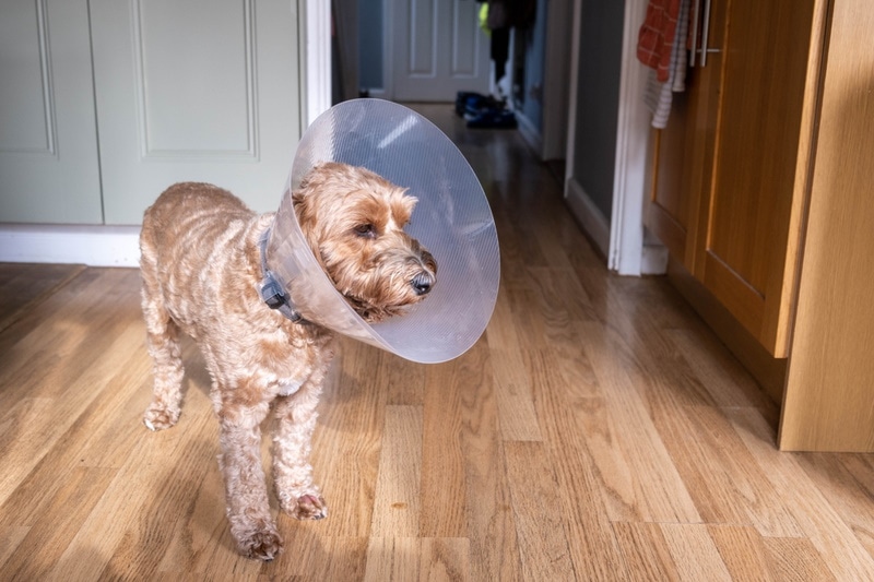 dog wearing plastic cone