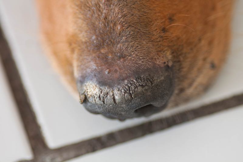 dry dog nose close up