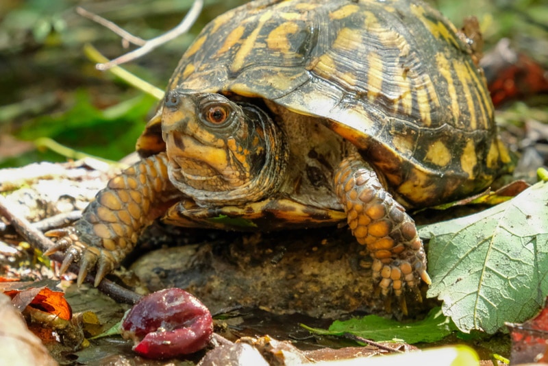 eastern box turtle eating grapes