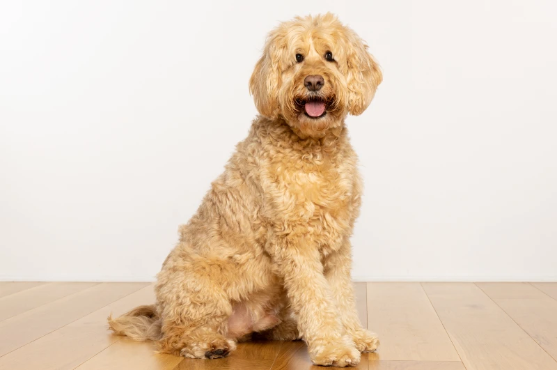 english goldendoodle dog sitting on wooden floor