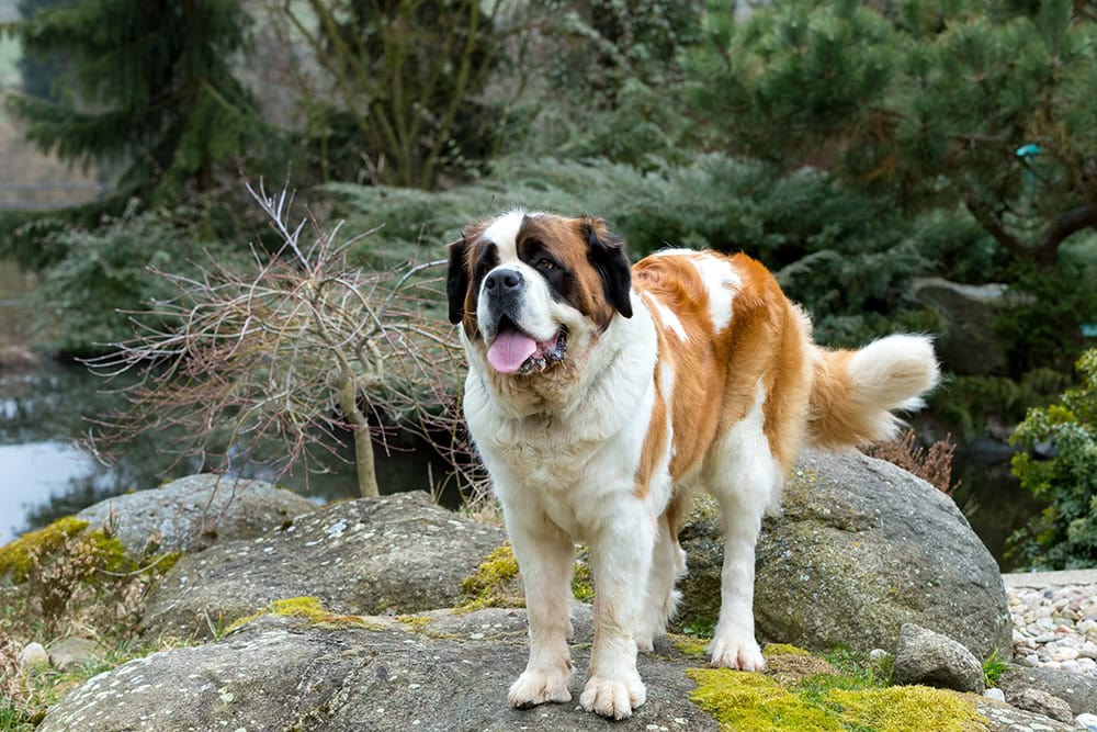 female saint bernard dog standing on the rock