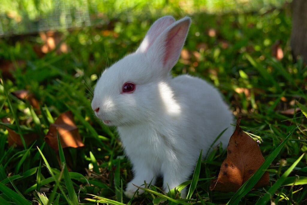 florida white rabbit on the grass outdoors