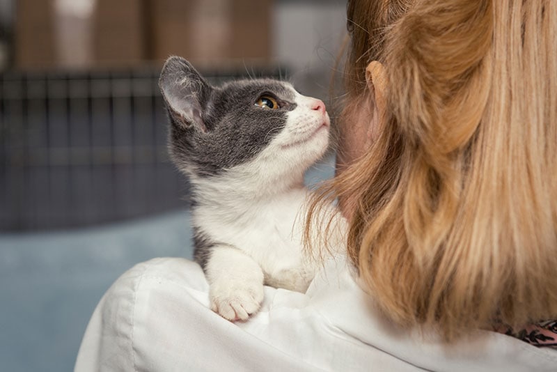 frightened kitten in the arms of the physician of the shelter