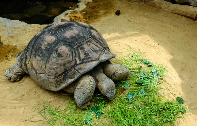 galapagos giant tortoise eating water spinach