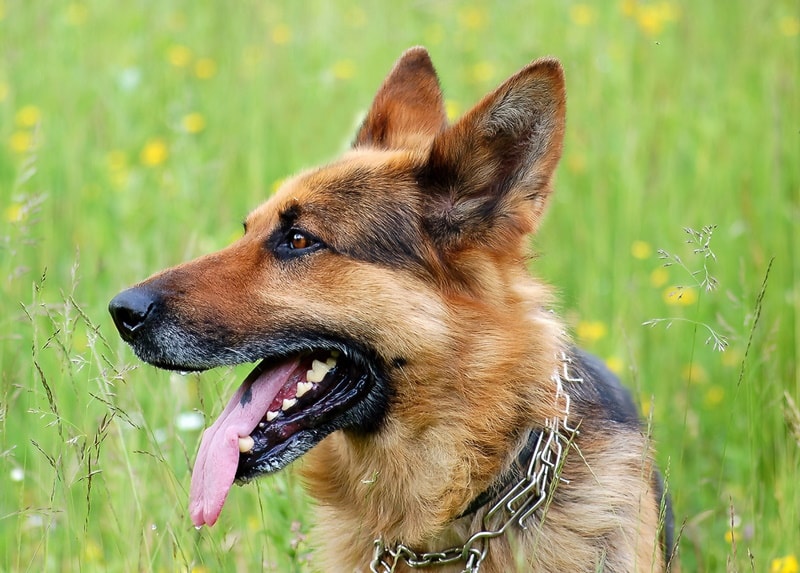 german shepherd close up