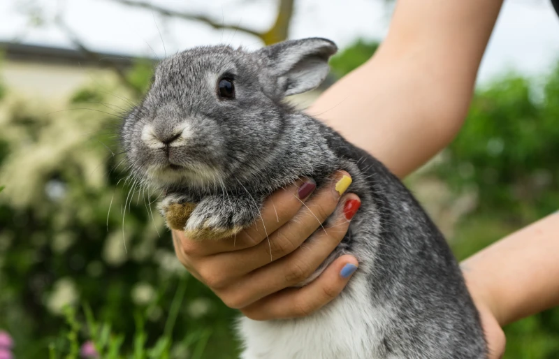 girl holding a chinchilla rabbit