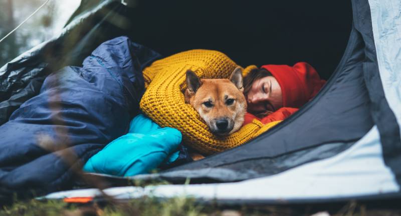 girl hug resting dog together in campsite