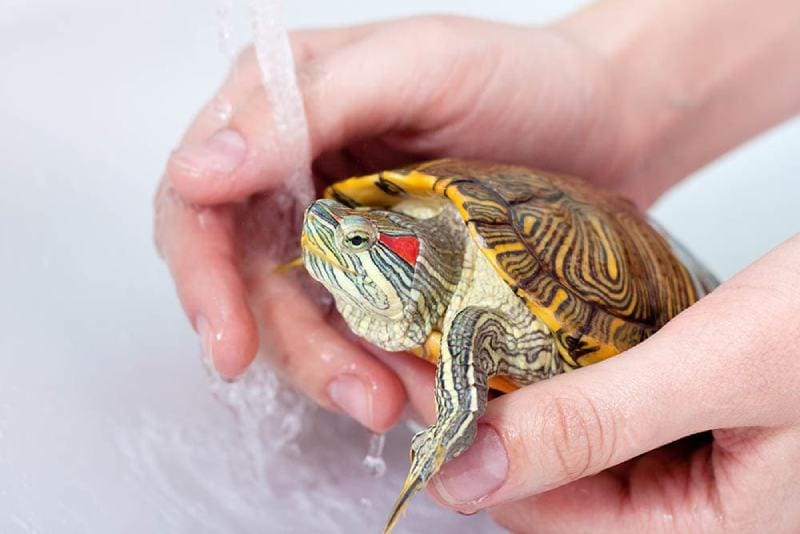 giving red-eared turtle a bath