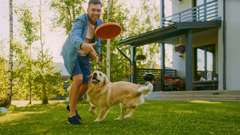 golden retriever dog playing with his owner