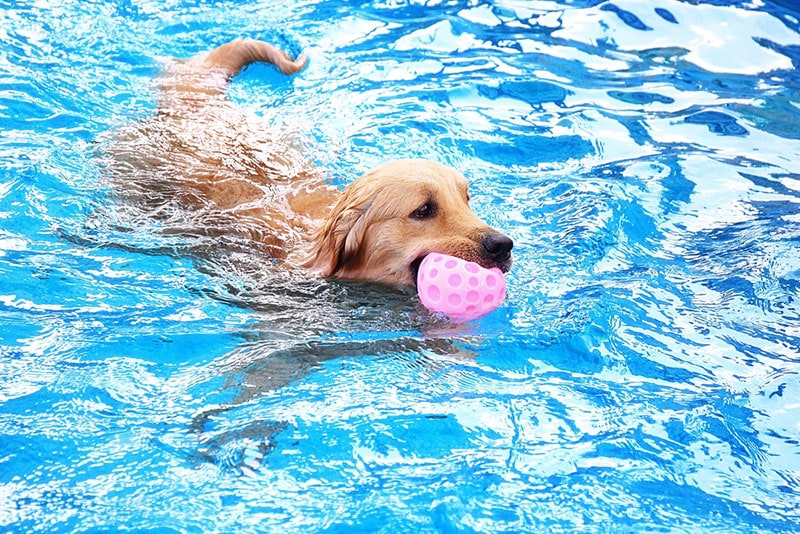golden retriever dog swimming with a toy in its mouth