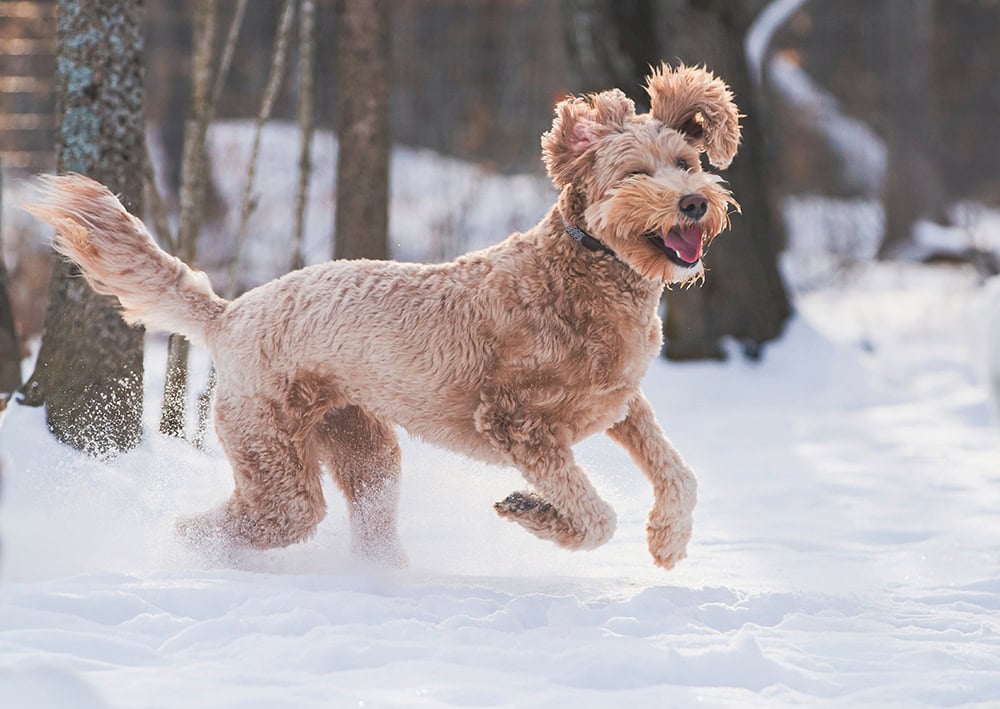 goldendoodle dog running in a snowy field