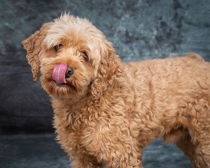 goldendoodle dog licking its mouth