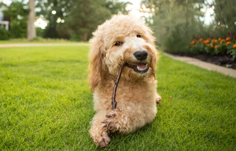 goldendoodle puppy dog chewing on a stick outdoors