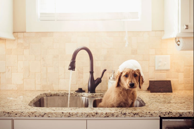 goldendoodle puppy getting bath in the sink