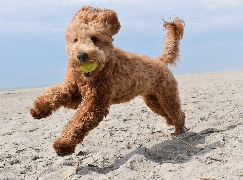 goldendoodle puppy playing with ball at the beach
