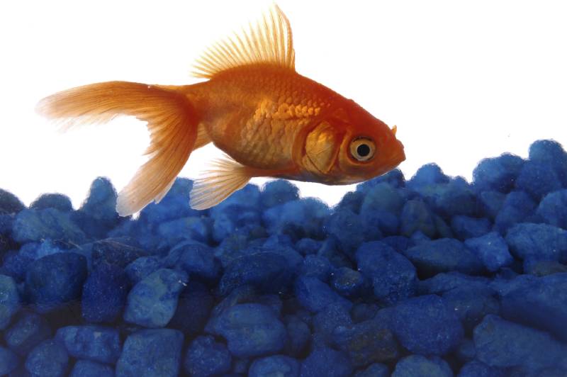 goldfish skims over some blue rocks at the bottom of an aquarium