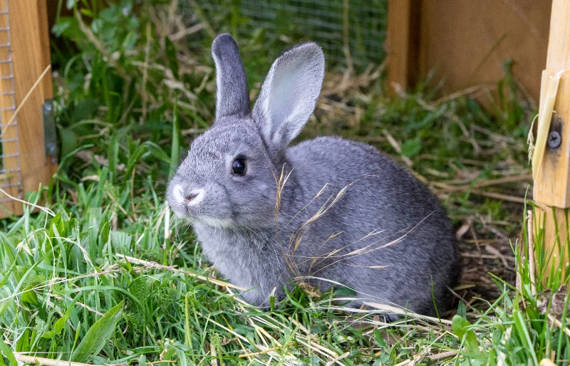 gray chinchilla rabbit in its grassy enclosure