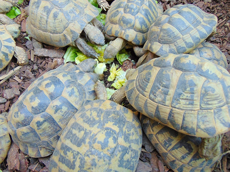 group of tortoise eating lettuce