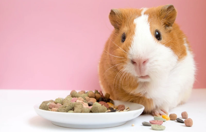 guinea pig eating pellets