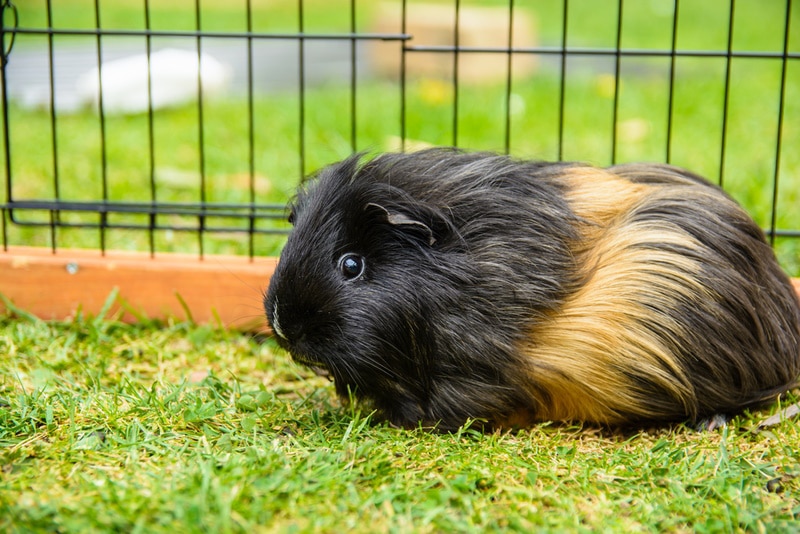 guinea pig inside outdoor cage