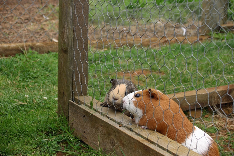guinea pigs inside outdoor cage