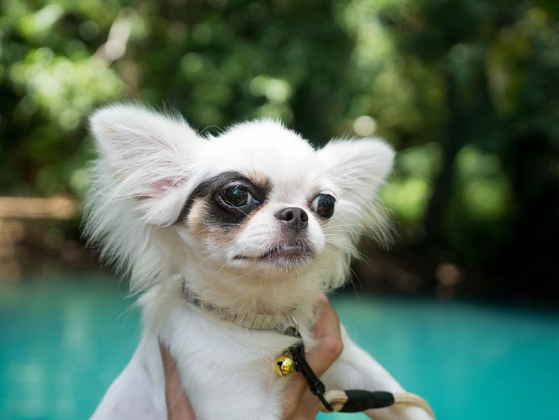 12 Dogs With Pointy Ears — Dog Breeds With Bat Ears
