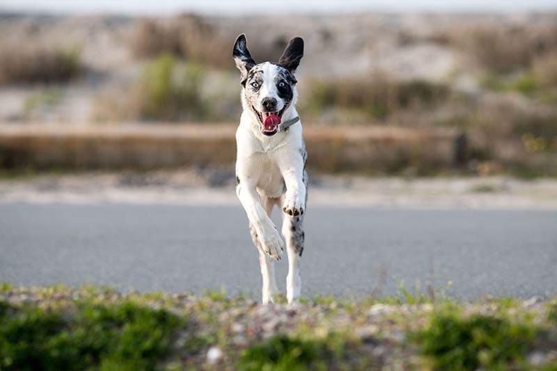 happy australian shepherd dalmatian mix dog running