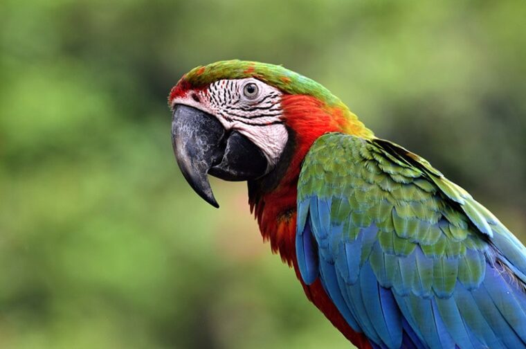 Macaw Vs Parrot They Key Differences With Pictures Hepper