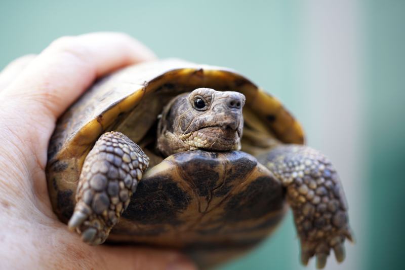 holding a male Russian tortoise close up