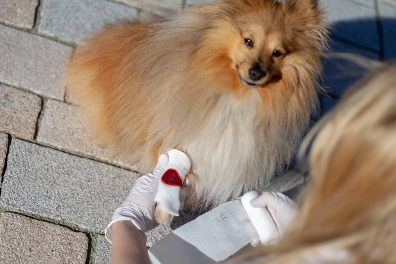 human puts a bandage on a bleeding paw from a shetland sheepdog