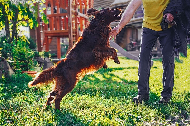 irish setter dog jumping on its owner