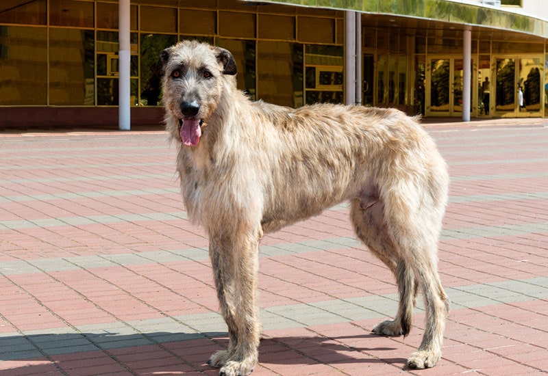 irish wolfhound dog at the park