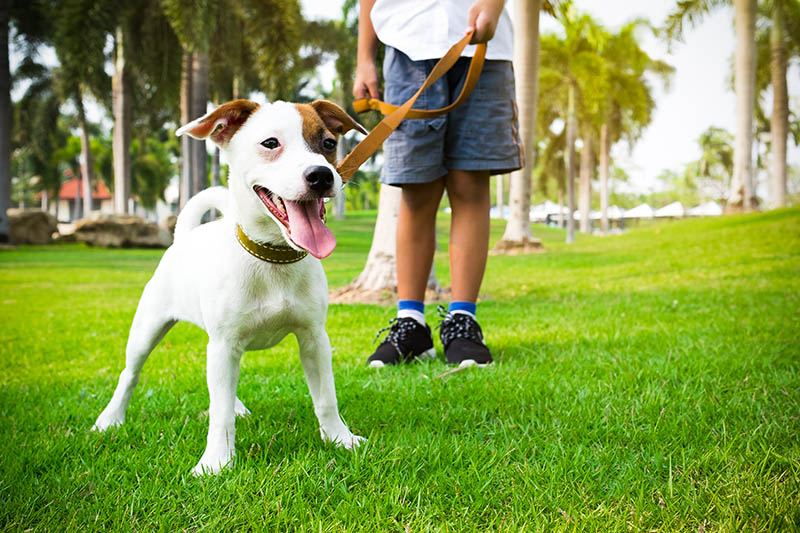 jack russell puppy on leash at the park with its owner