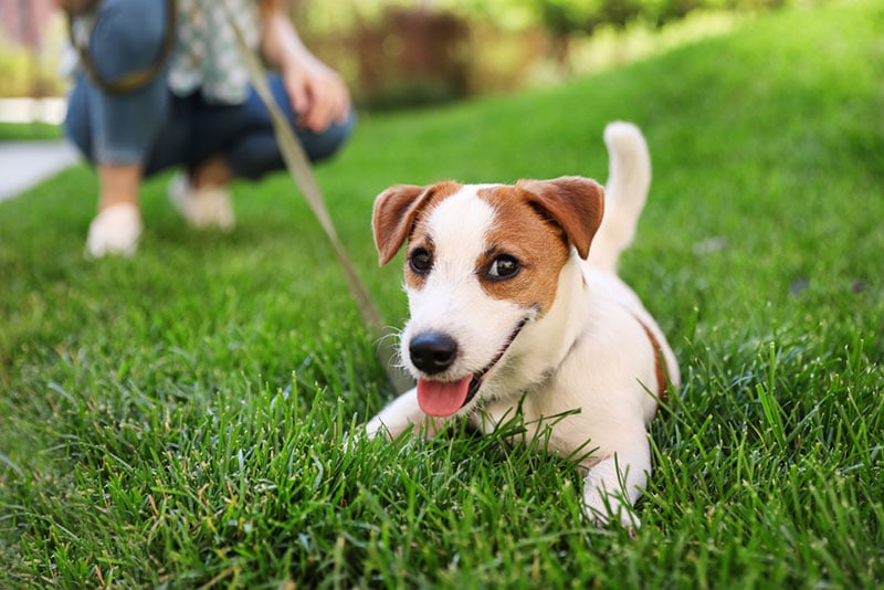 jack russell terrier dog on green grass outdoor with owner