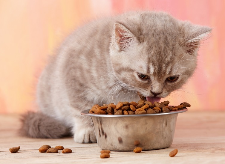 kitten eating dry food from a metal bowl