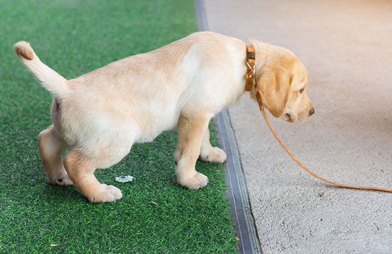 labrador retriever puppy pee in the artificial grass on training