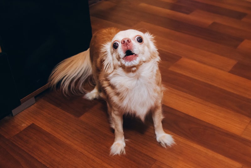 little dog barking at home